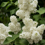 2 Snowball Bush Live Plant in Pot, Snowball Viburnum Tree 4-6 Inches Tall, Flowering Viburnum Shrub for Outdoor Gardens and Walkways