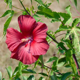 Deep Red Hibiscus Plant Live, Hardy Hibiscus Flowers for Outdoor Landscapes, 5-9 Inch Height, Ornamental Hibiscus Bush Shrub, Well-Rooted, No Pot