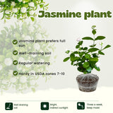 Grand Duke of Tuscany Jasmine Plants Live, Double Jasmine Live Plants, Arabian Jasmine Plant Indoor Live Fragrant Flower Garden Outdoor Planting