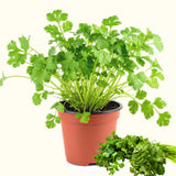 Green Cilantro Plant Live, Cilantro Live Plant Pot, 3.5 Inc Pot, Herb Vegetable Plant Gardening Outdoor Indoor
