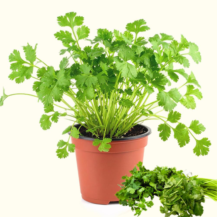 Green Cilantro Plant Live, Cilantro Live Plant Pot, 3.5 Inc Pot, Herb Vegetable Plant Gardening Outdoor Indoor