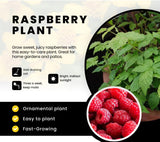 Red Raspberry Plants Live for Planting, Raspberry Bushes Live Plant 5-9" Large Size 9 Months Old Seedling