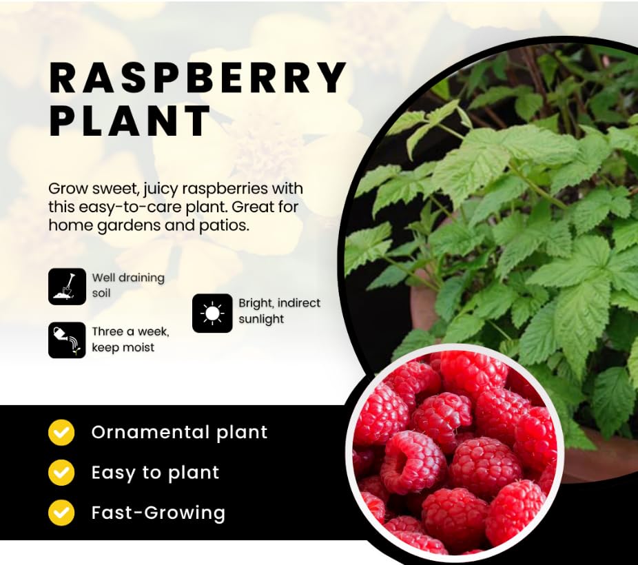 Red Raspberry Plants Live for Planting, Raspberry Bushes Live Plant 5-9" Large Size 9 Months Old Seedling