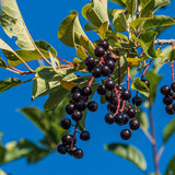 Set of 12 Live Chokeberry Tree Plant Rooted Cuttings, Sweet Edible Berry Fruit, Ready to Grow, Suitable for Outdoor Planting