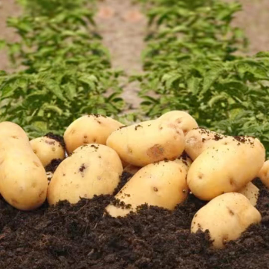 2 Pounds Yukon Gold Seed Potatoes for Planting, Heirloom, High Yields Potato Seeds Tubers Bulbs Vegetable Live Plants