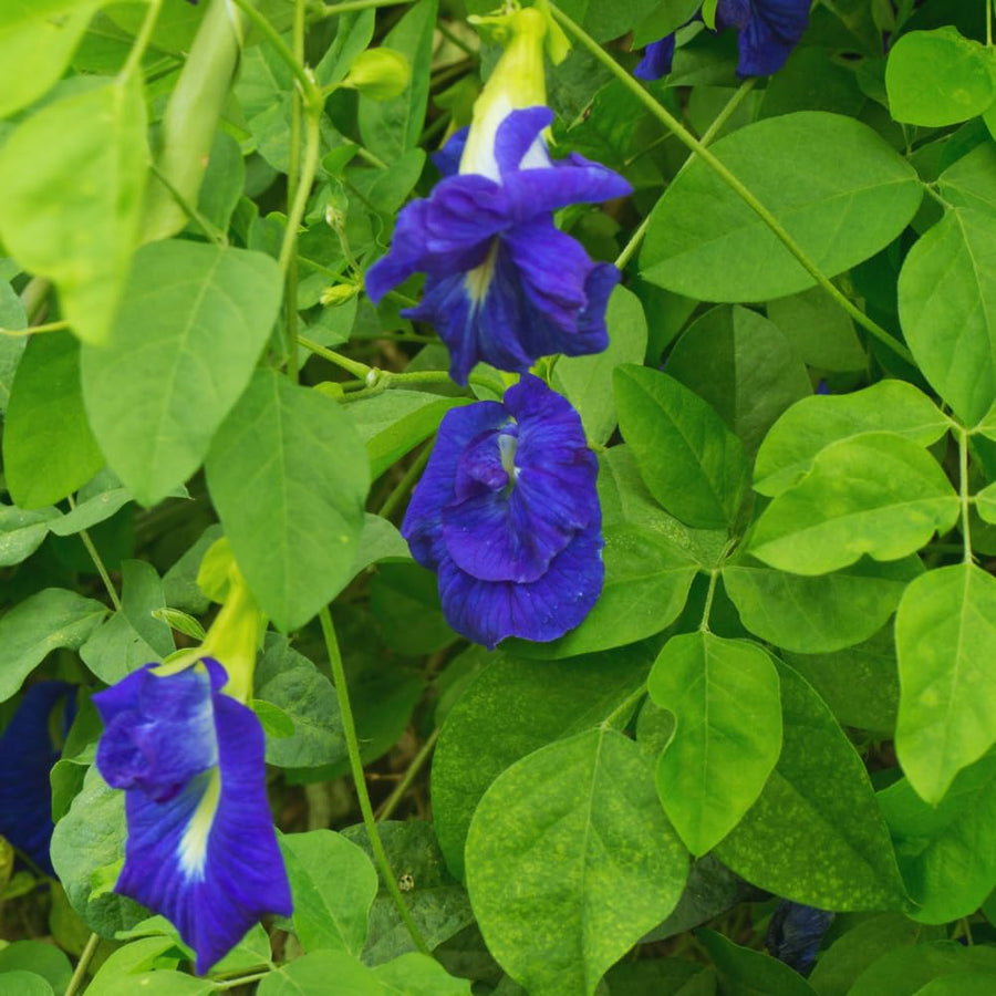 Butterfly Pea Plant Live, Blue Butterfly Flower Vine Plant Live Gardening, 6 to 9 Inc Tall, Half Gallon Pot
