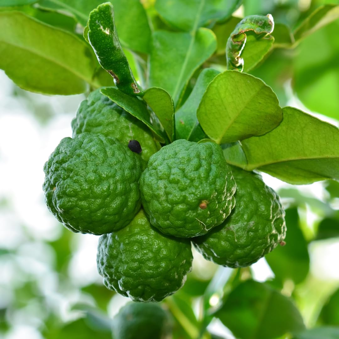 Live Green Lime Tree, Lime Fruit Tree, Grafted Citrus Plant, 2-3 Feet Tall, Ready for Planting