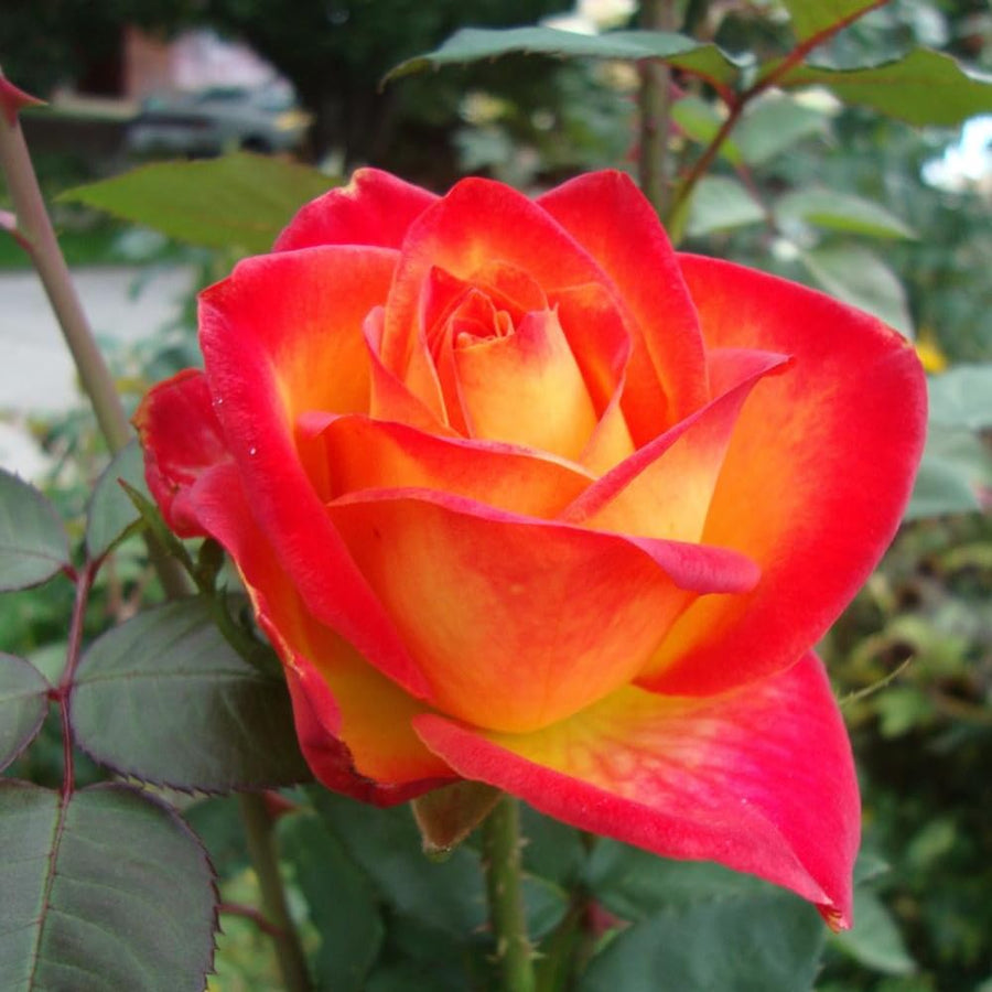 Rose Bush Live Plant - Climbing Rose Plant Live Shrub - Bareroot with Soil 7-10 Inch Tall - Fragrant Rose Flowers Heirloom Rose Shrub (Moment Orange Rose)