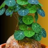 2-2.5" Rare Stephania Cephalantha Caudex Bulb for Planting - Small Succulent for Indoor Outdoor Garden, Home or Office Decor