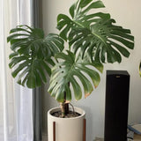 Monstera Deliciosa Live Plant Potted, Split Leaf Swiss Cheese Tropical Plants Houseplant Decor, Come in 4" Pot