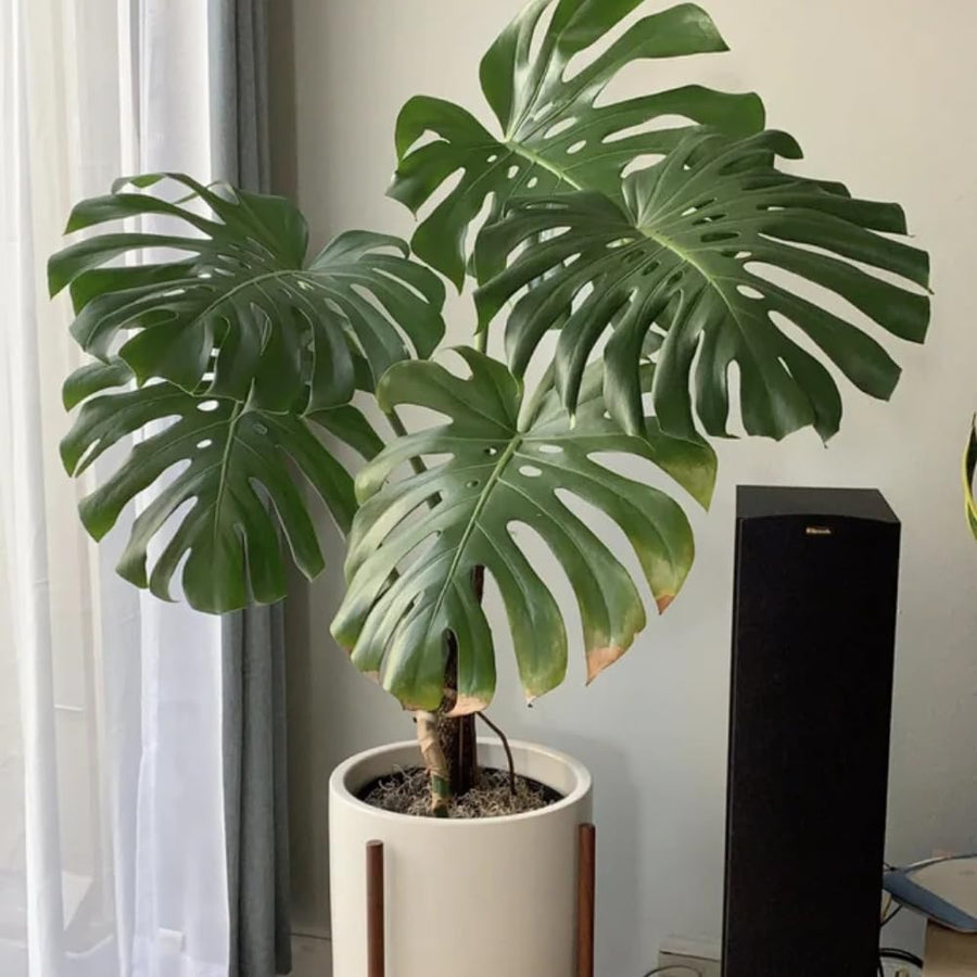 Monstera Deliciosa Live Plant Potted, Split Leaf Swiss Cheese Tropical Plants Houseplant Decor, Come in 4" Pot