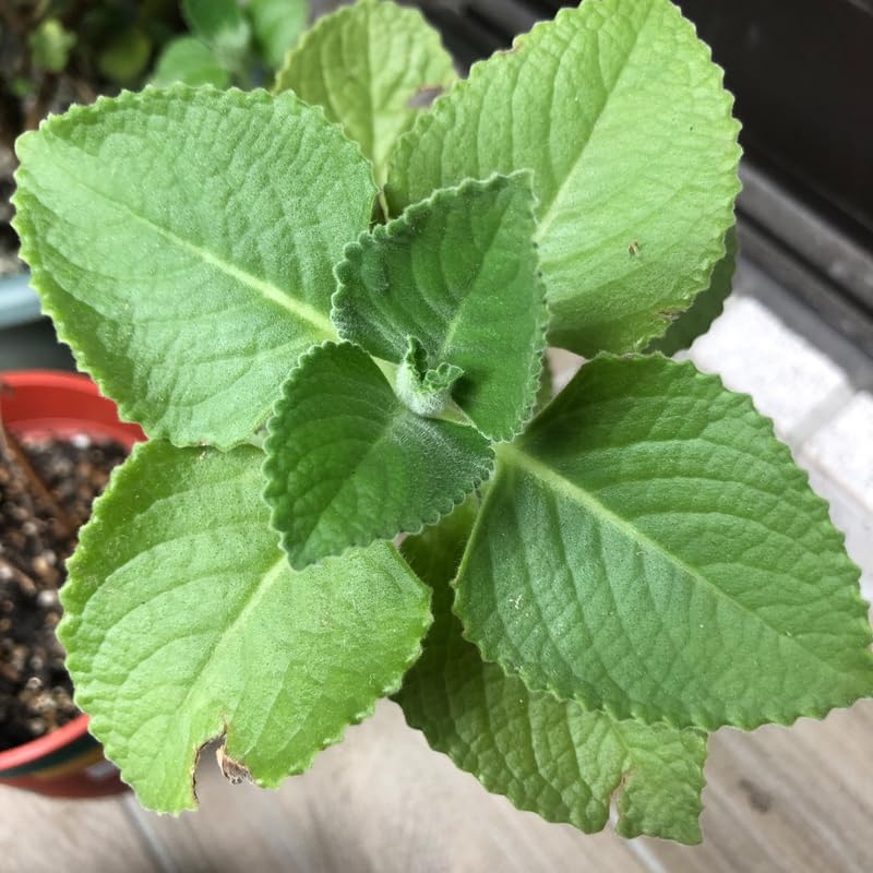 Set 4 Cuban Oregano Live Plant, Oregano Plants, Spanish Thyme Vegetable Plants Live, 3-5 Inch for Plating