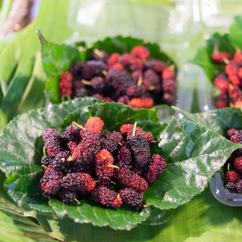 Dwarf Mulberry Tree Live Plant for Planting 6-10 Inch Tall, Everbearing Mulberry Plant, Sweet Mulberry Fruit Plant, in 3.5" Pot
