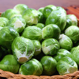 2 Brussels Sprouts Vegetable Plants Live, Garden Seedlings in 4 Inch Pot for Outdoor Growing