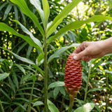 Shampoo Ginger Plant Live, Awapuhi Ginger Rhizome, 3-5 Inch Tall, Well Rooted Tropical Live Plant for Outdoor Garden, No Pot