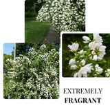 Mock Orange Shrub Live Plant in Pot, Philadelphus White Flower Tree Plants,1 Year Old Plant, Fragrant, No CA