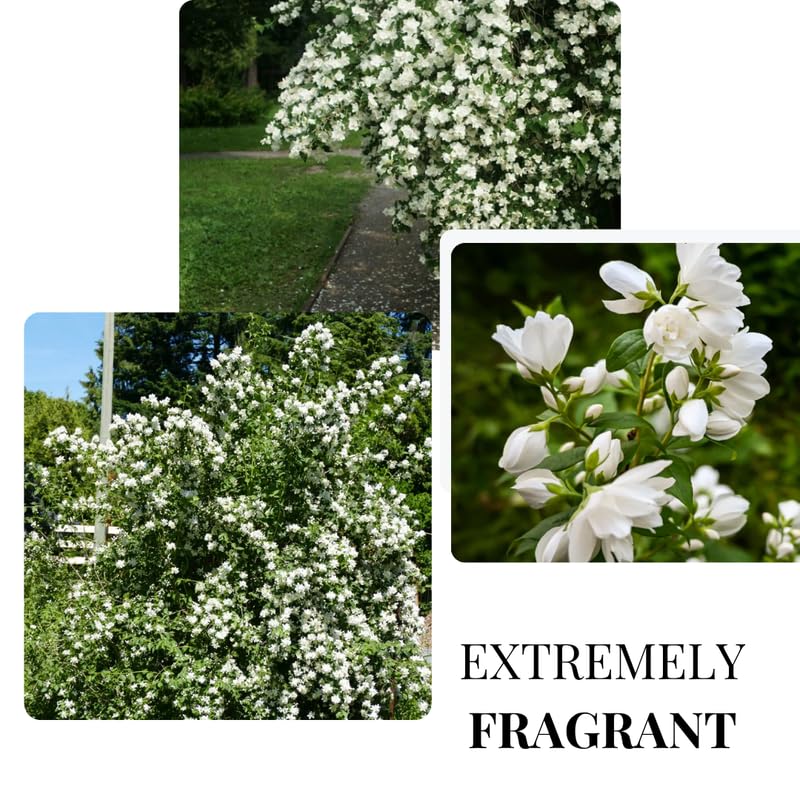 Mock Orange Shrub Live Plant in Pot, Philadelphus White Flower Tree Plants,1 Year Old Plant, Fragrant, No CA