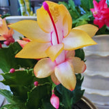 Yellow Christmas Cactus Plant Live Christmas Cactus, Holiday Cactus Live Plant Pot, Houseplant, 5 to 7 Inc Tall