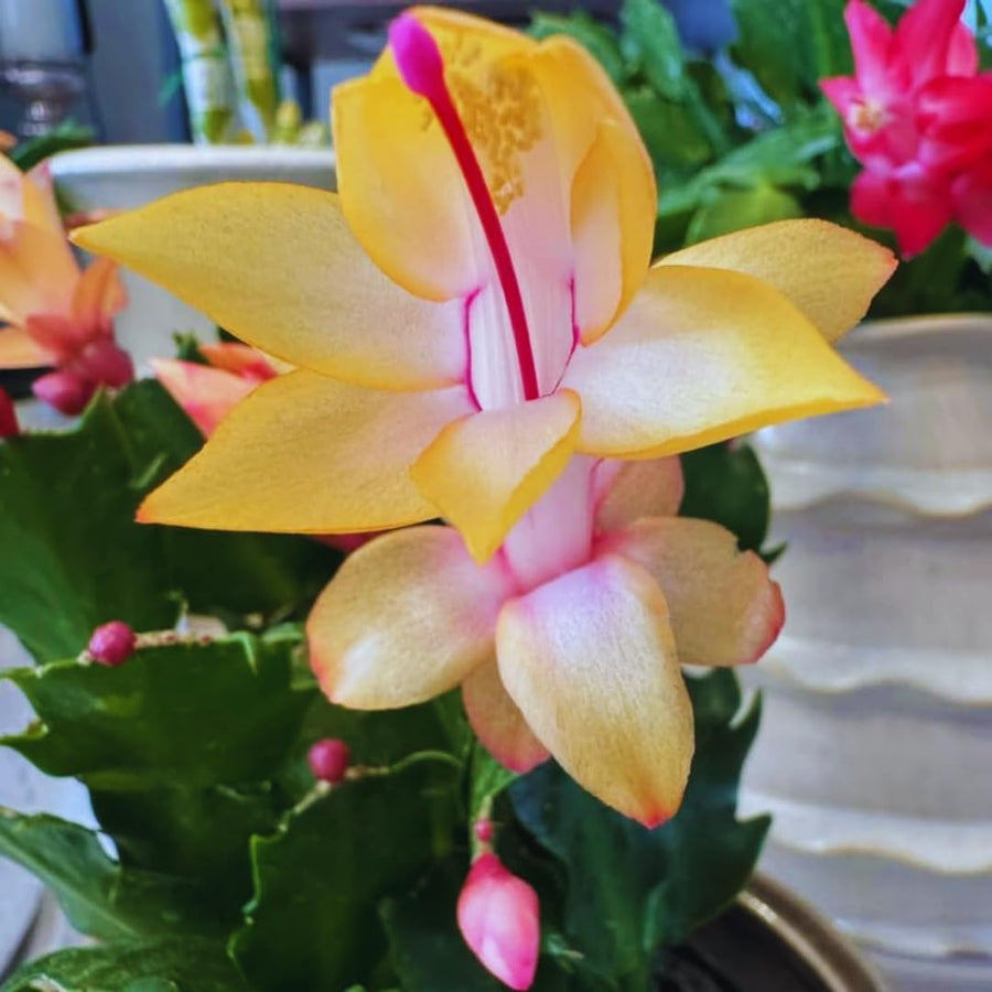 Yellow Christmas Cactus Plant Live Christmas Cactus, Holiday Cactus Live Plant Pot, Houseplant, 5 to 7 Inc Tall