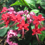 2 Red Purple Bleeding Heart Vine 5 to 9 Inch Tall, Clerodendrum Bleeding Heart Plants Live Well Rooted, Ornamental Flowers