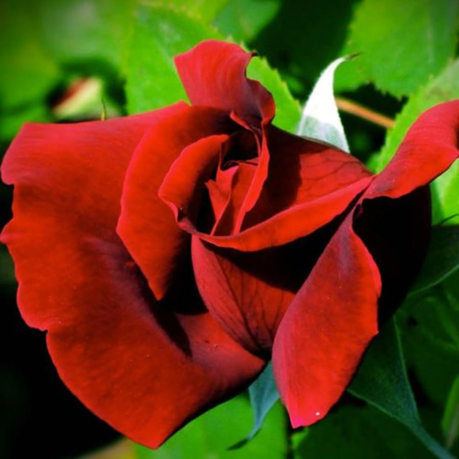 Red Climbing Rose Live Plant, Fragrant Rose Bush Ready to Plants, Zone 5 to 9, Size 5 to 7 Inches and Bare Root