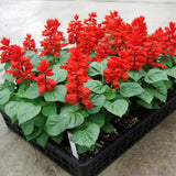 Red Salvia Plant Live in 4 Inc Pot, Perennial Flower for Outdoor Indoor Planting, Hardy Sage Live Plant, Well-Rooted, 3-6 Inch Tall