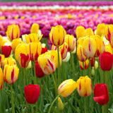 Pack of 10 Tulip Flower Bulbs, Mixed Color Tulip Flower Bulbs, Spring Blooming Bulbs for Planting
