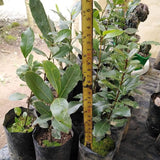Live Bay Leaf Tree, Laurus Nobilis Plant, 5-9" Sweet Bay Live Plant No Pot, Well-Rooted
