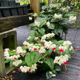 White Bleeding Heart Clerodendrum Plants Live, Trailing Light Bulb Flowering Vine, 4-8 Inch Tall, Ready to Plant Outdoor
