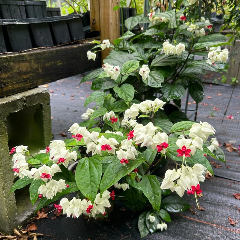 White Bleeding Heart Clerodendrum Plants Live, Trailing Light Bulb Flowering Vine, 4-8 Inch Tall, Ready to Plant Outdoor