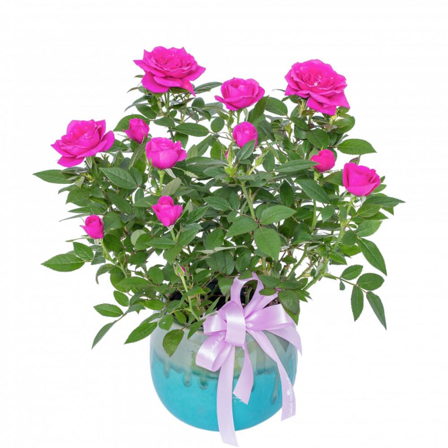 Miniature Rose Plant, Live 3.5” Potted Rose, Compact, Colorful Flowering Rose Bush for Indoor Outdoor Gardens (Pink)