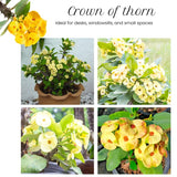 Yellow Crown of Thorns Plant Live, Euphorbia Milii Flowering Succulent Live Plant, 1 Feet Tall, Large Blooms
