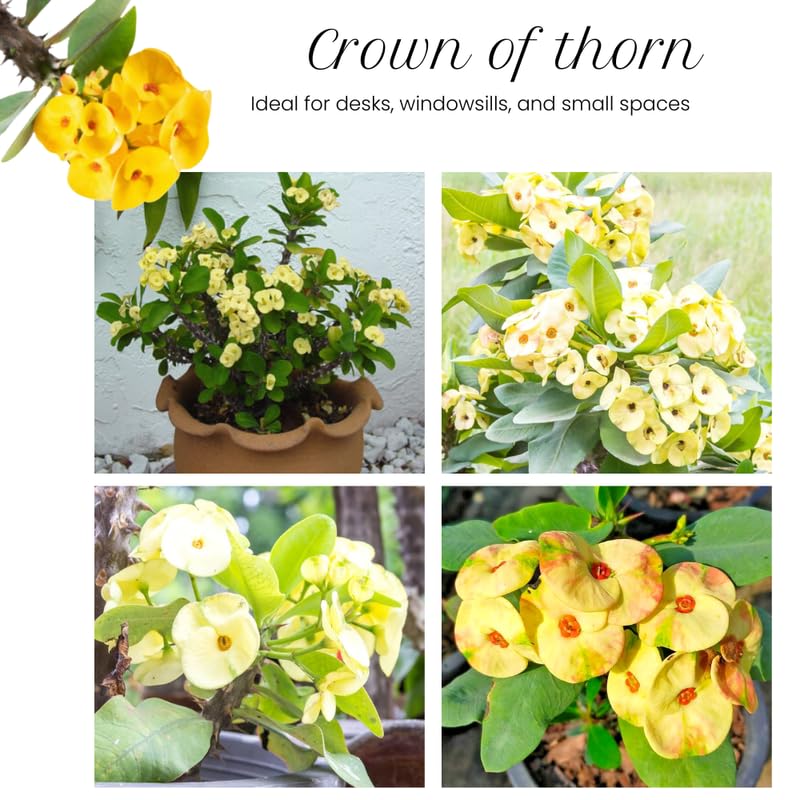 Yellow Crown of Thorns Plant Live, Euphorbia Milii Flowering Succulent Live Plant, 1 Feet Tall, Large Blooms