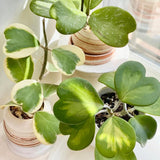 Hoya Plant Live, Variegated Kerri Hoya in 4'' Pot, Rare Heart-Shaped Succulent Vine with Cream and Green Leaves, Live Indoor Houseplant