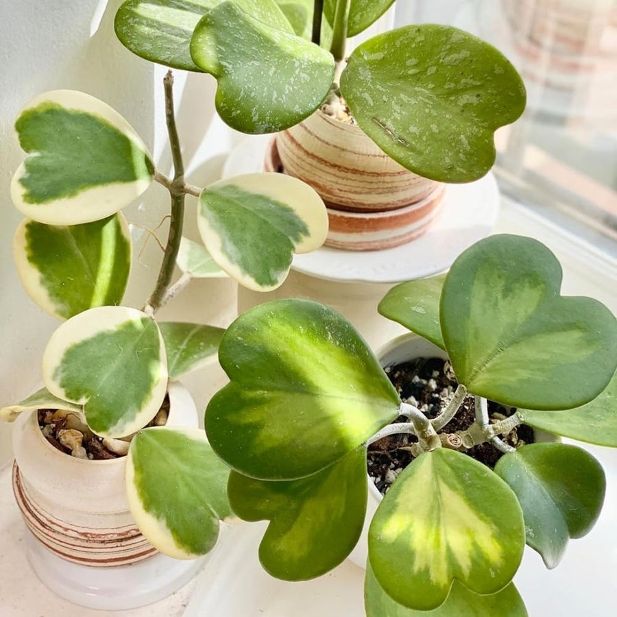 Hoya Plant Live, Variegated Kerri Hoya in 4'' Pot, Rare Heart-Shaped Succulent Vine with Cream and Green Leaves, Live Indoor Houseplant