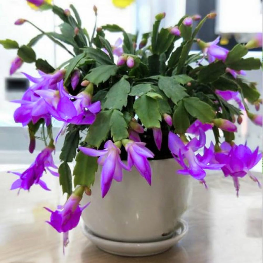 Set 2 Christmas Cactus Plants Live, Hanging Baskets Houseplants, Holiday Cactus Indoor Plants Live Well-Rooted 4-9" Tall, No Pot (Multicolor)