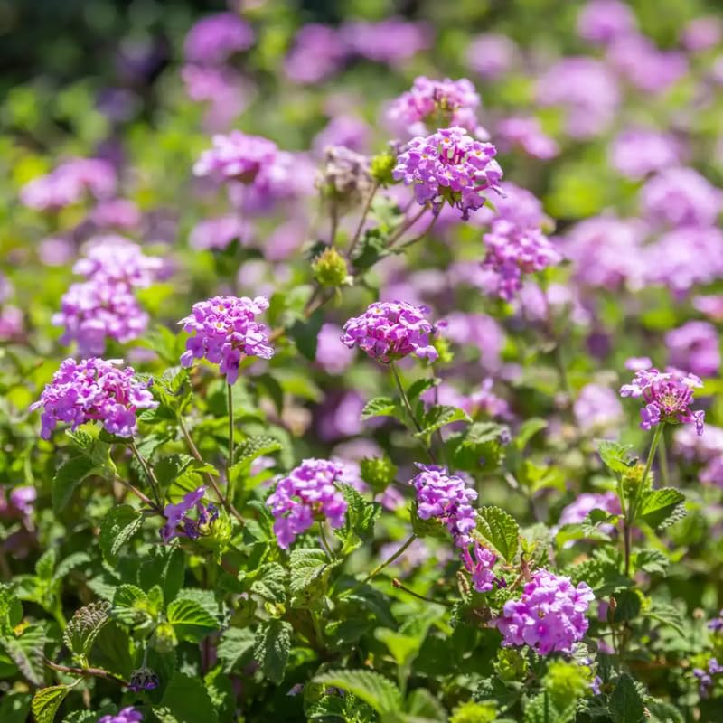 Pack 2 Lantana Live Plants, Lavender Trailing Lantana Flowering Plants 4-8 Inches, Ready to Plant Outdoor