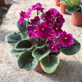 African Violets Live Plants, African Violet Plant Live House Plants, 4 Inc Potted, 4 to 6 Inc Long (Purple)