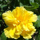 Hibiscus Flower Plant, Hibiscus Plants Live, Tropical Hibiscus Plant, Double Gold, Zone 10 to 12, Size 5 to 7 Inch Tall