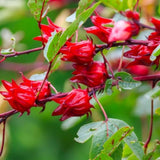 2 Roselle Hibiscus Plants Live, Sabdariffa Roselle Hibiscus Plants for Outdoor Planting in 4 Inc Pot, 2PPP, High Yielding, 3-6 Inches Tall
