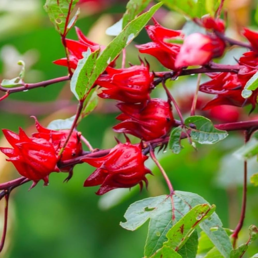 2 Roselle Hibiscus Plants Live, Sabdariffa Roselle Hibiscus Plants for Outdoor Planting in 4 Inc Pot, 2PPP, High Yielding, 3-6 Inches Tall
