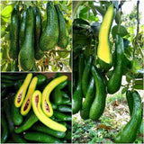 Long Neck Avocado Tree 3 Feet Up, Russell Long Neck Avocado Fruit Tree Live Plant, Ready to Grow