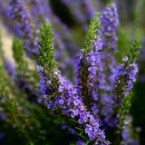 Indoor 10" Rosemary Plants Live in 4" Pot, Rosemary Bush for Indoors Outdoor Planting, Well-Rooted and Fragrant