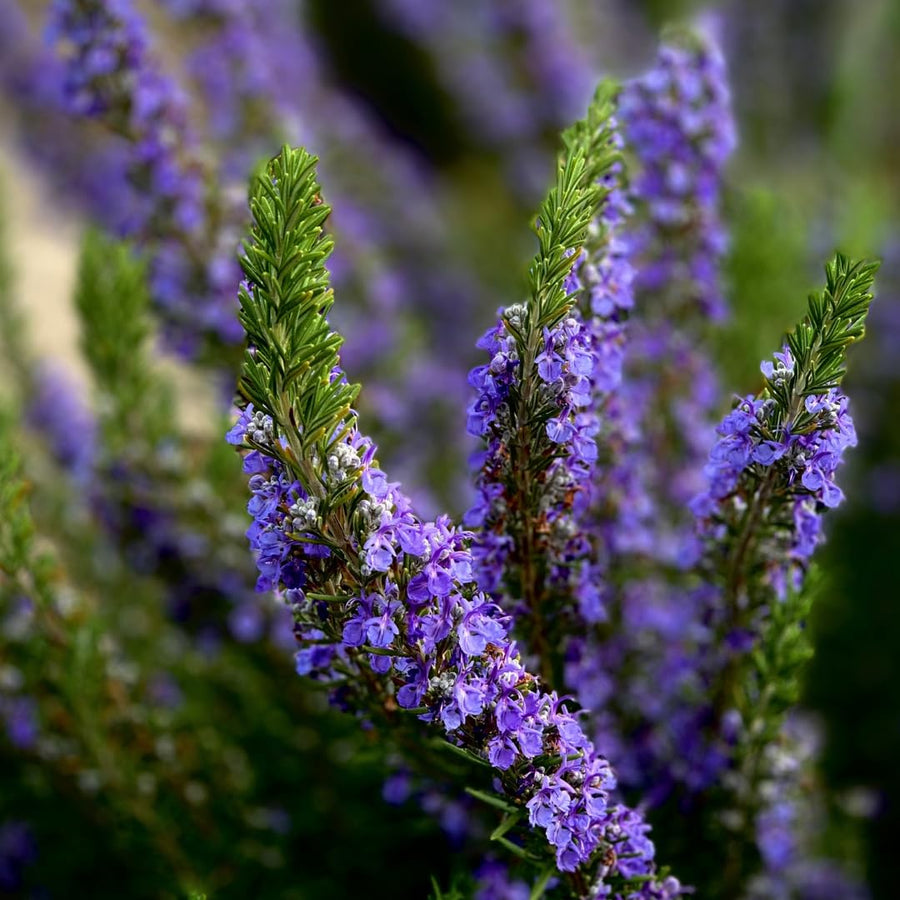Indoor 10" Rosemary Plants Live in 4" Pot, Rosemary Bush for Indoors Outdoor Planting, Well-Rooted and Fragrant