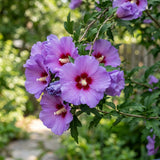 Purple Rose of Sharon Live Plant in Quart Pot, Althea Hibiscus Flowering Shrub for Outdoor Garden