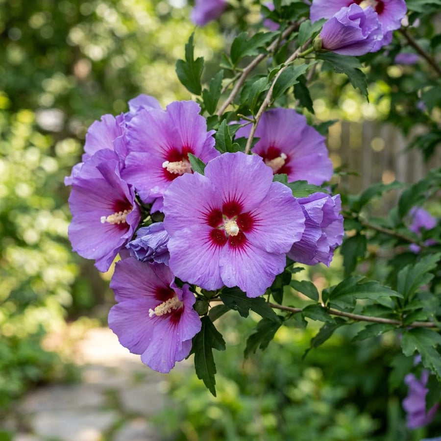Purple Rose of Sharon Live Plant in Quart Pot, Althea Hibiscus Flowering Shrub for Outdoor Garden