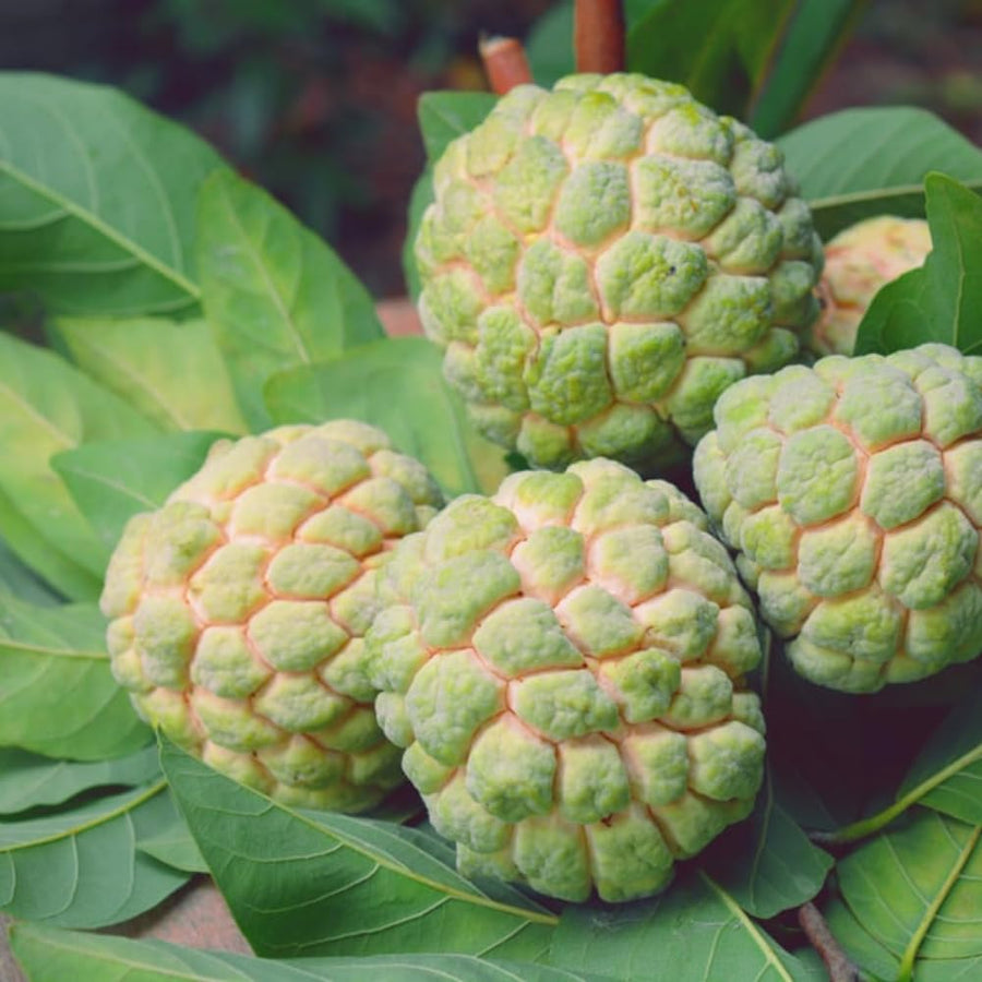 Sugar Apple Plant Live in 3'' Pot, 6-8'' Tall, Annona Squamosa Tree, Sweet Edible Fruit