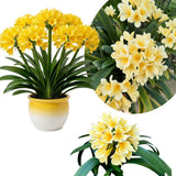 Yellow Clivia Plant Live, Clivia Flower Plant, 6-8 Inches Tall in 6 Inches Pot, Bush Lily Plant for Outdoor Garden