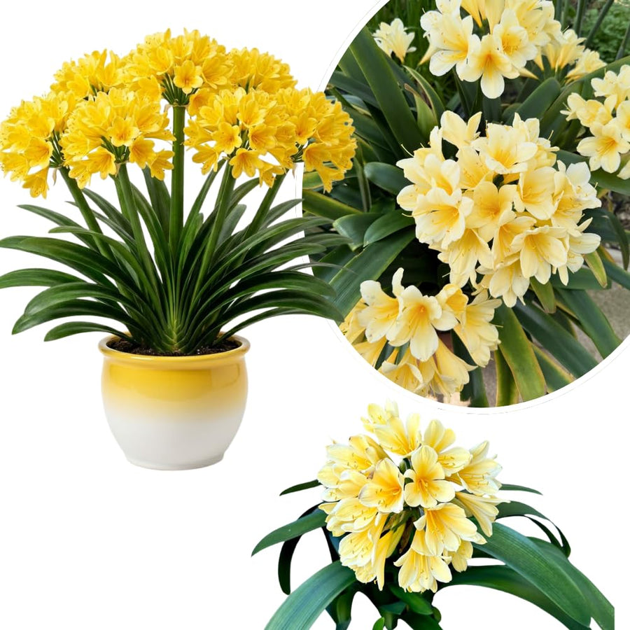 Yellow Clivia Plant Live, Clivia Flower Plant, 6-8 Inches Tall in 6 Inches Pot, Bush Lily Plant for Outdoor Garden