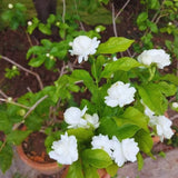 3 Maid of Orlean Jasmine Plants Live, Live Jasmine Plants, Sambac Jasmine Live Plants, 4 to 6 Inc Long, Jasmine Live Plants for Grow Garden